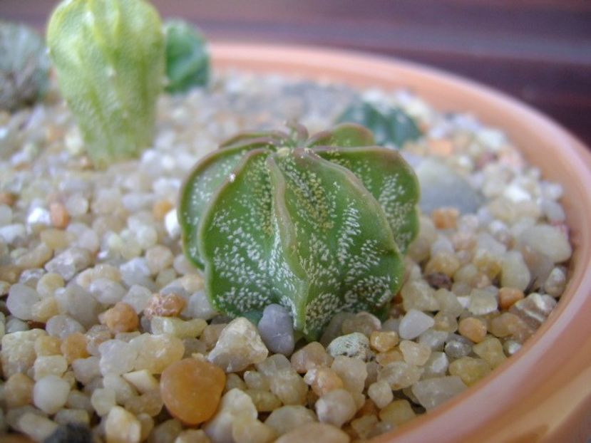 Astrophytum capricorne v. niveum, Cuatro Cienegas - Cactusi 2019