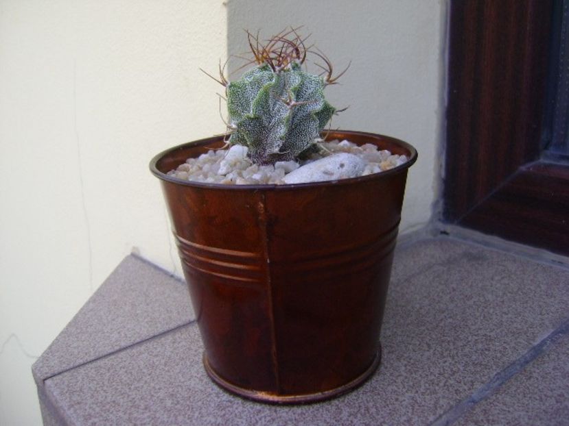 Astrophytum hb. ornatum x caput medusae - Cactusi 2019