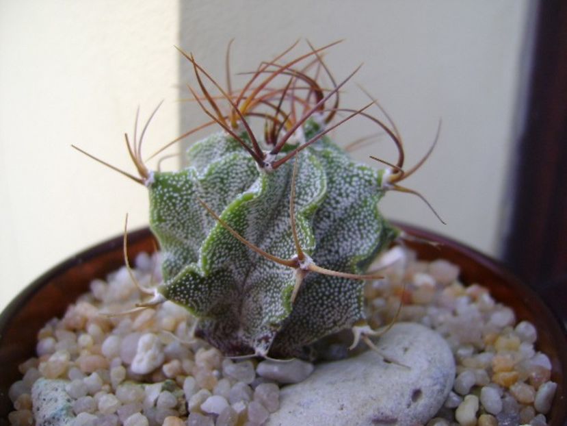 Astrophytum hb. ornatum x caput medusae - Cactusi 2019