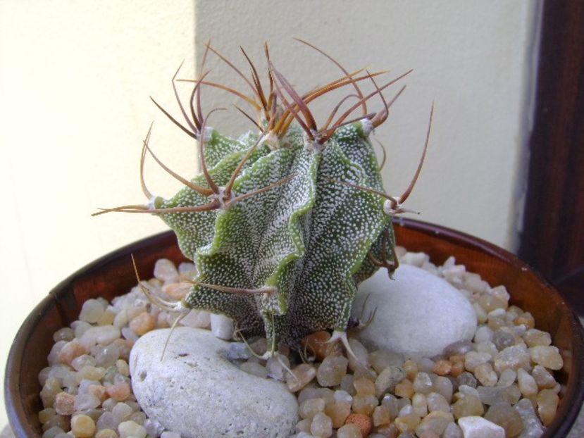 Astrophytum hb. ornatum x caput medusae - Cactusi 2019