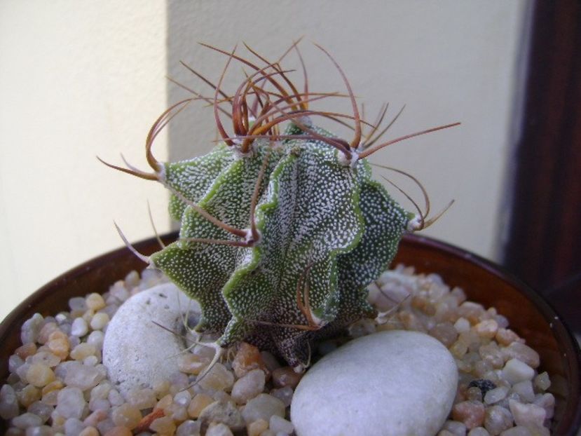 Astrophytum hb. ornatum x caput medusae - Cactusi 2019