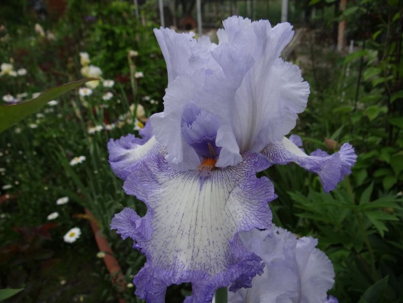 Acoma -8 - Irisi disponibili