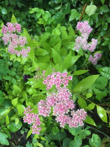 365B4635-BD9D-44EF-B242-F6DA01B0A1F9 - Mai 2019