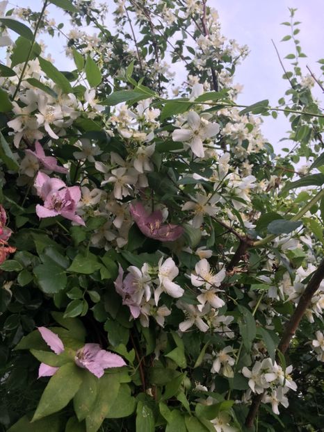 1C253187-256B-491A-B169-117DBEE34AF9 - Mai 2019