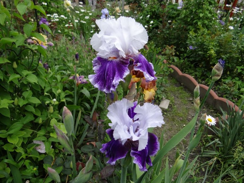 Scene Stealer - mai spre final