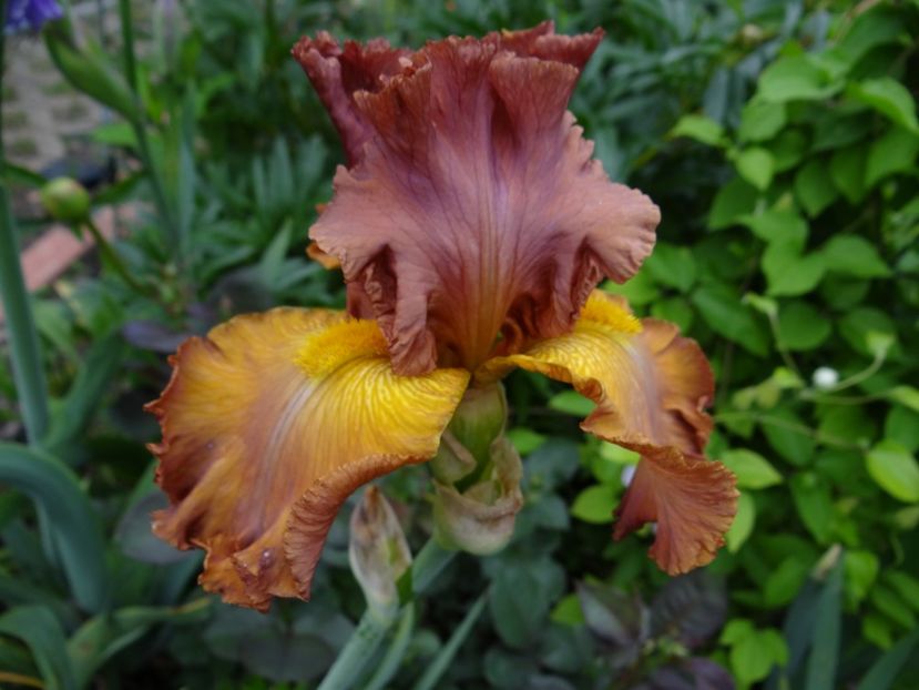 Necunoscut -5 - Irisi disponibili