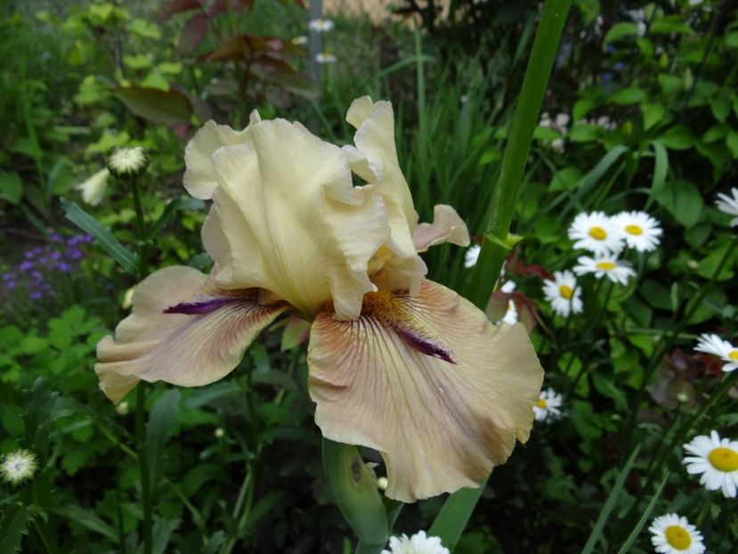 Thornbird -10 - Irisi disponibili