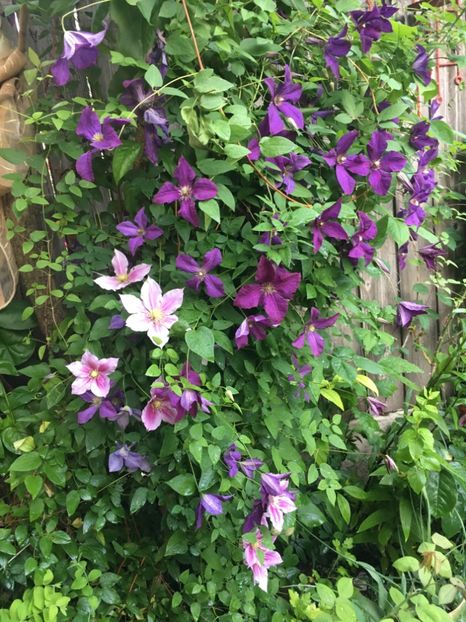 199CDD11-9AA6-498A-9268-2B401CD03B70 - Clematite 2019