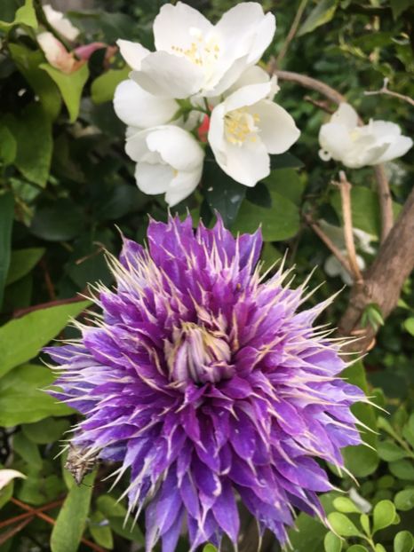 5FFEF0E2-DD9F-4964-A7BE-26D2387C58F6 - Clematite 2019