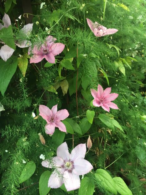 0851CFDA-EDB8-4A3D-A9E6-D89027D0B81A - Clematite 2019