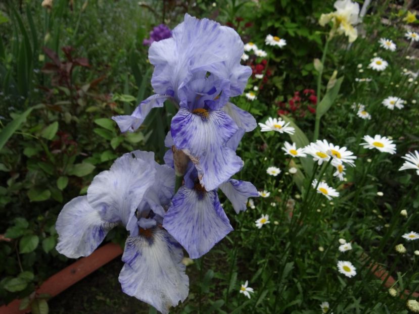 Gnu Blue - mai spre final