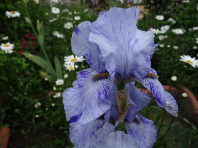 Gnu Blue -15 - Irisi disponibili