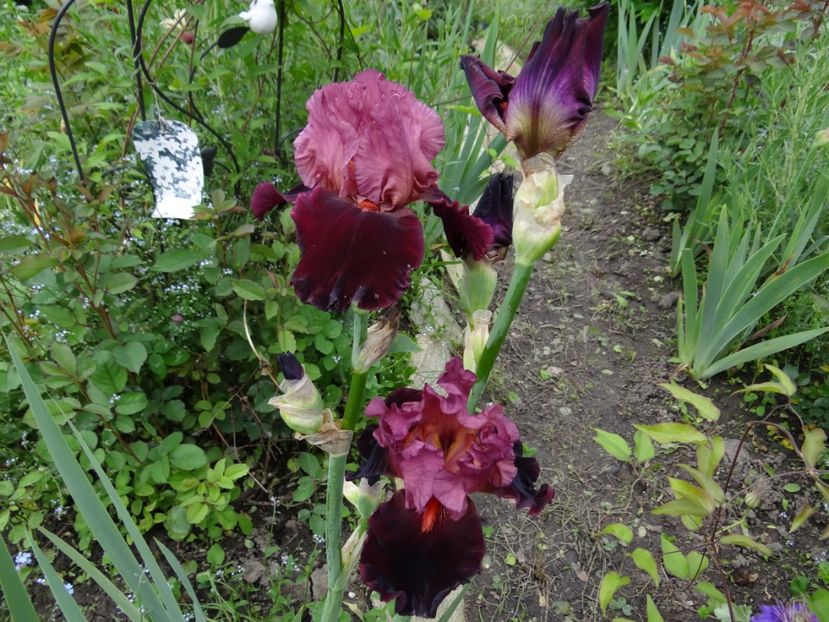 Wearing Rubbies - mai spre final