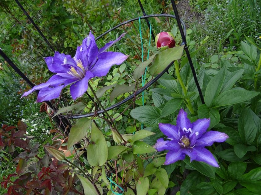 Daniel Deronda - mai spre final