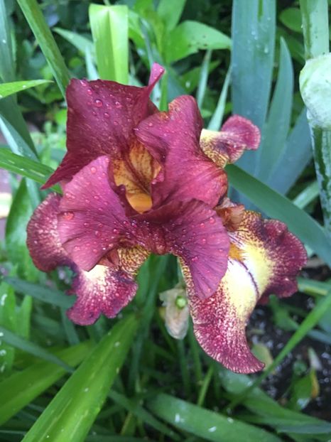 5EE2A3E4-27DE-4A29-AE96-EB07F64C3B43 - Iriși 2019 2024