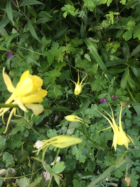 6EBAABDF-B71E-46E0-B90E-011D2BD860DE - Caldaruse 2019