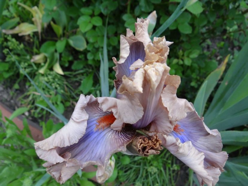 Cofee Trader - Irisi 1