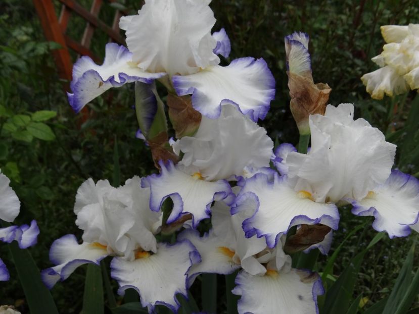 Queen's Circle - Irisi 1