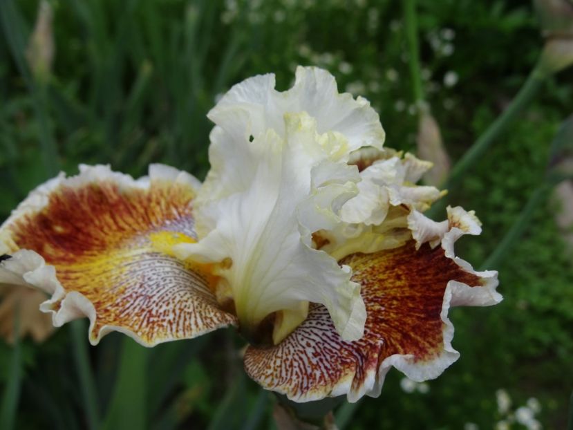 Owehee Desert -10 - Irisi disponibili