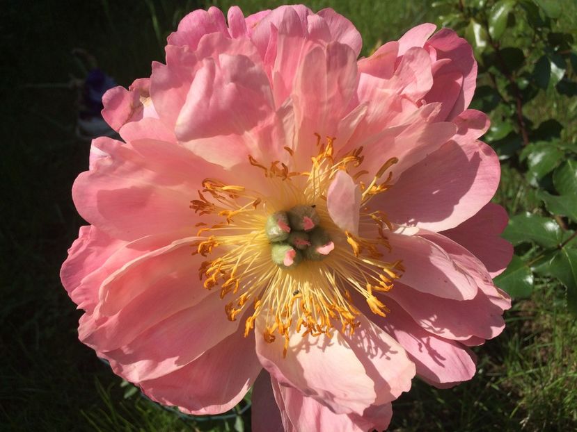 Coral Sunset - Bujori