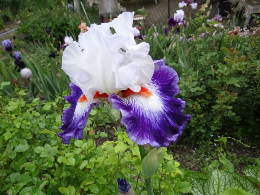 Gipsy Lord -20 - Irisi disponibili