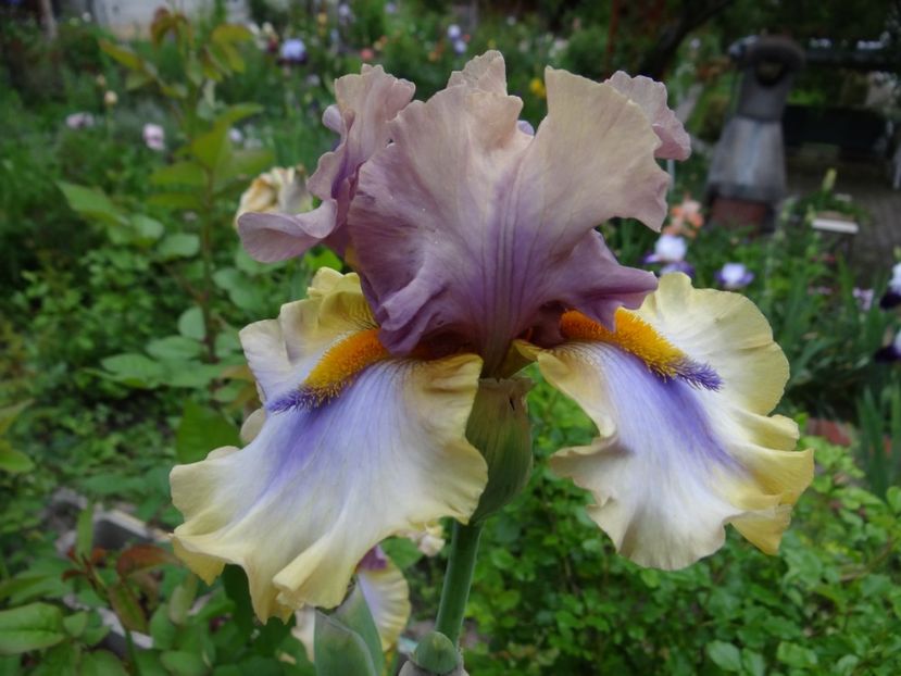 Karibic -15 - Irisi disponibili