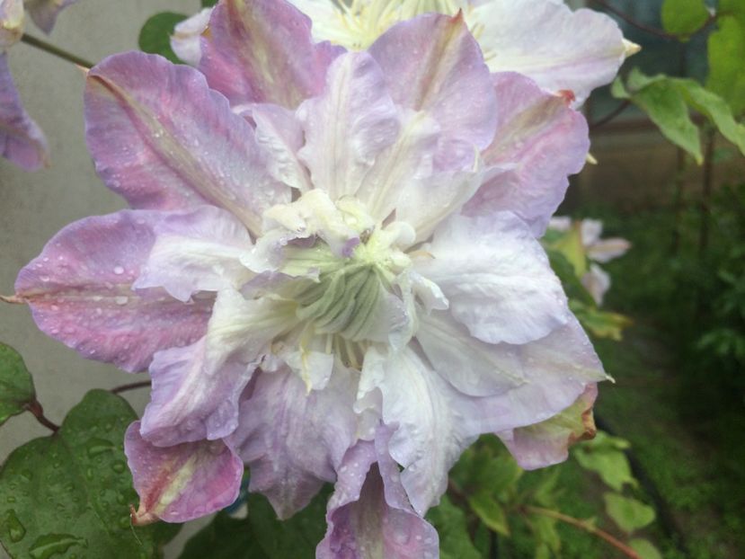 Veronica s choice - Clematite