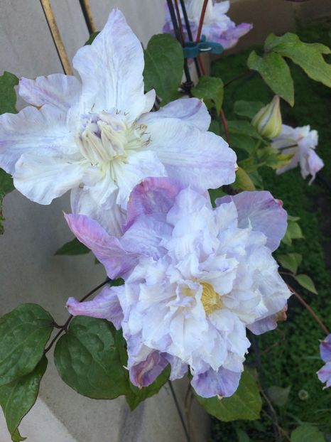 Veronica s choice - Clematite