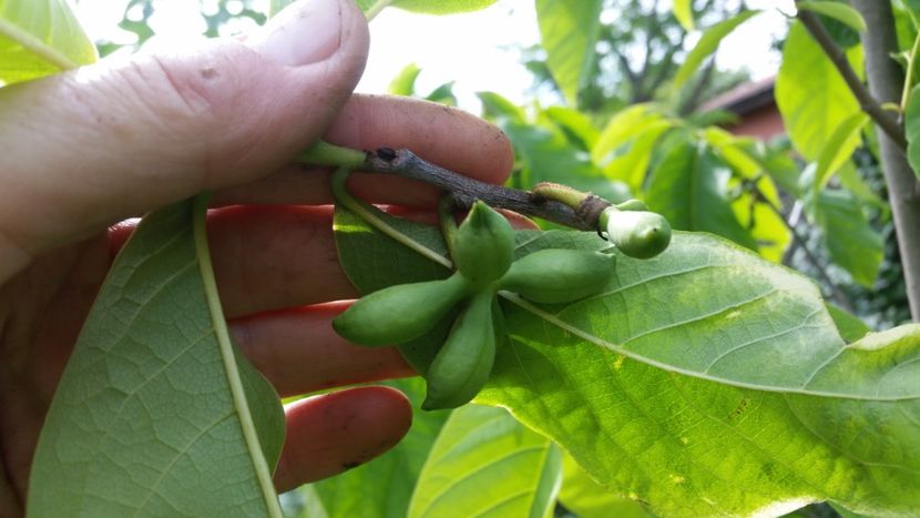 27.05 - Arbori fructiferi 2019