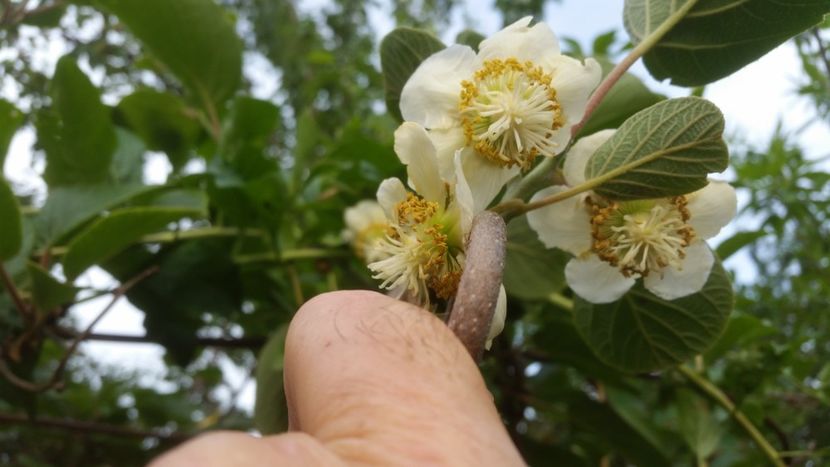 kiwi Jenny - Arbori fructiferi 2019