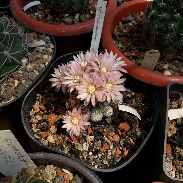Gymnocalycium bruchii - Cactusi înfloriti 2019