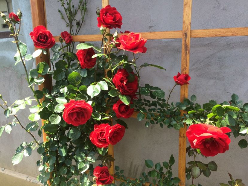 Sympathie - Trandafiri