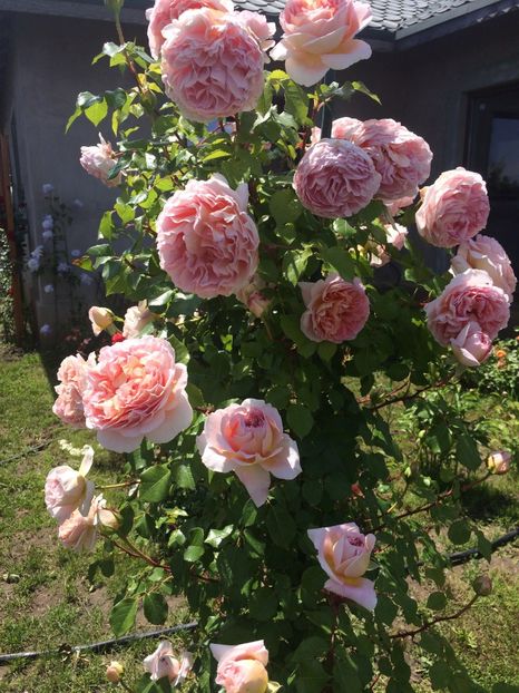 Abraham Darby - Trandafiri