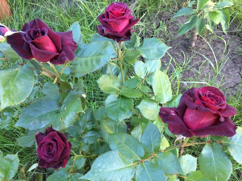 Black baccara - Trandafiri