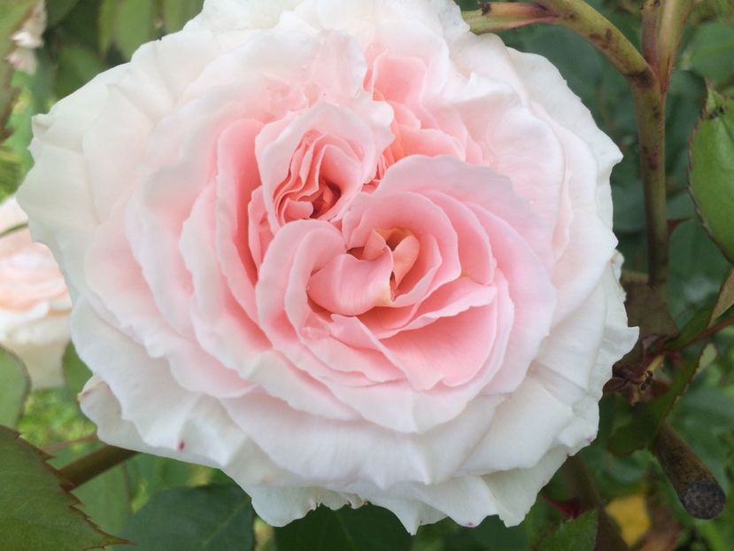 Bremen stadtmusikanten - Trandafiri