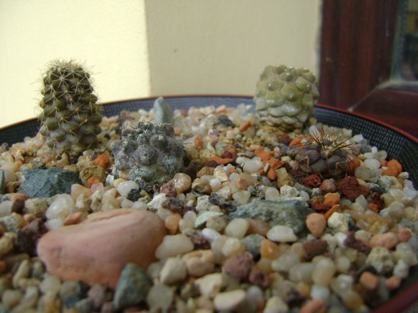 Grup de 4 Copiapoa - Cactusi 2019