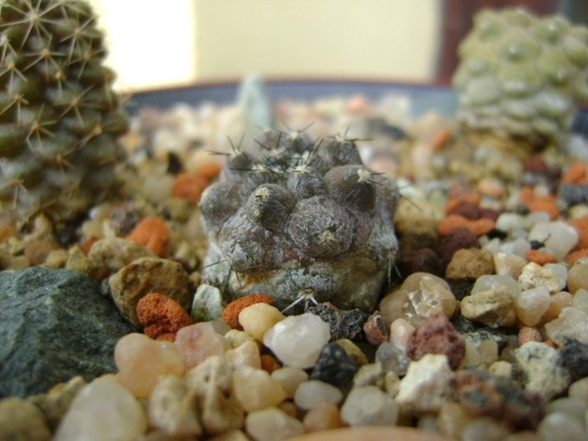Copiapoa bridgesii - Cactusi 2019