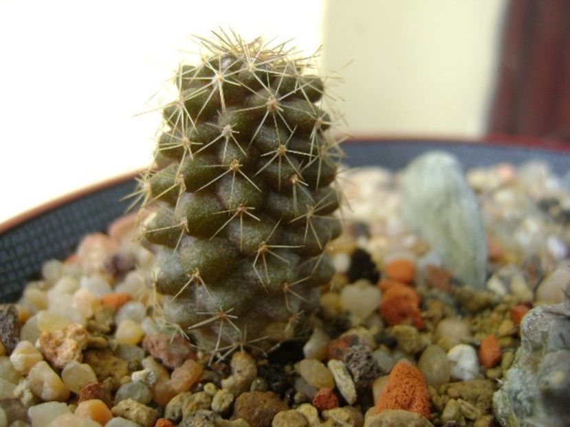 Copiapoa minima, Totoral Bajo, Ch. - Cactusi 2019