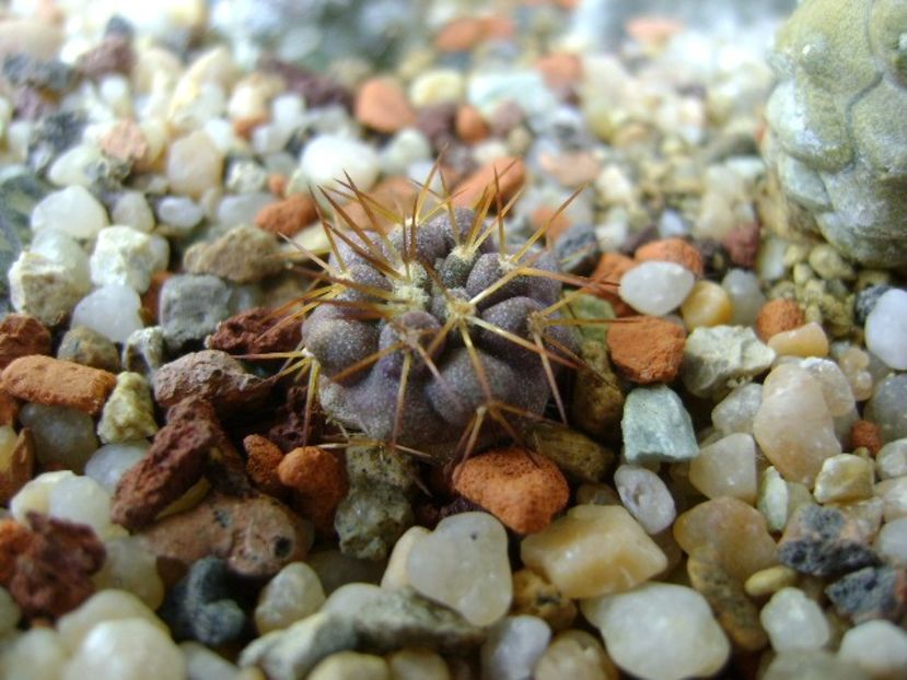 Copiapoa gigantea v. haseltoniana - Cactusi 2019