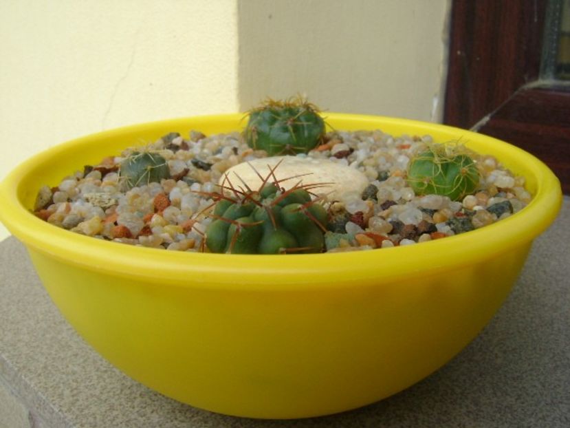 Grup de 4 Gymnocalycium - Cactusi 2019 Gymnocalycium