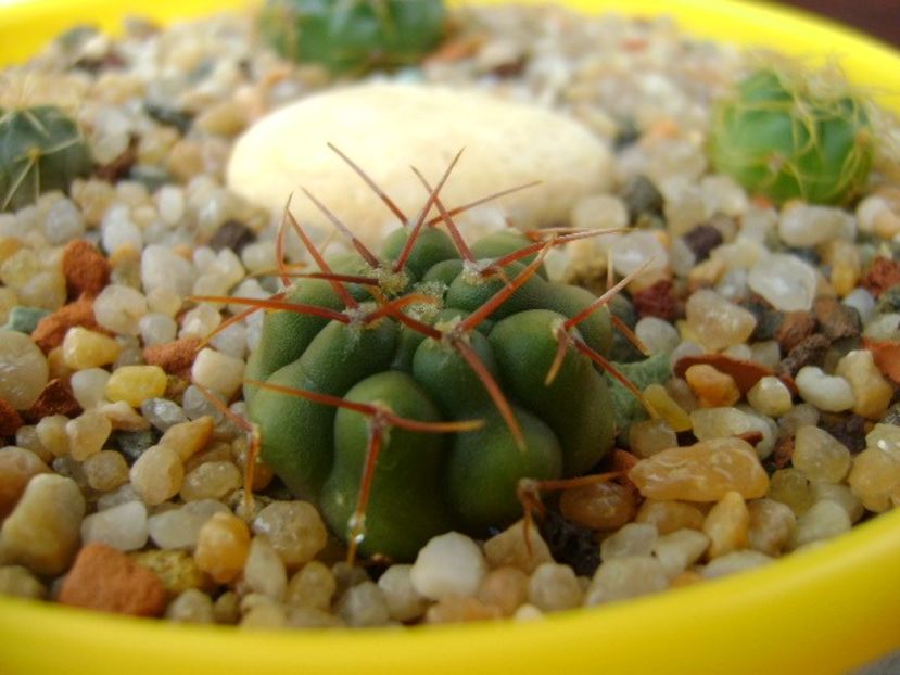 Gymnocalycium castellanosii - Cactusi 2019 Gymnocalycium