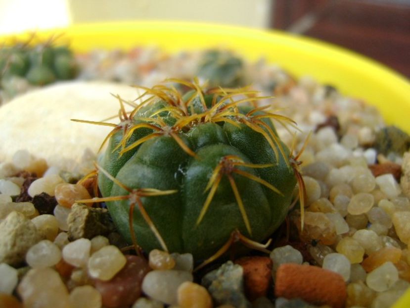 Gymnocalycium ritterianum - Cactusi 2019 Gymnocalycium