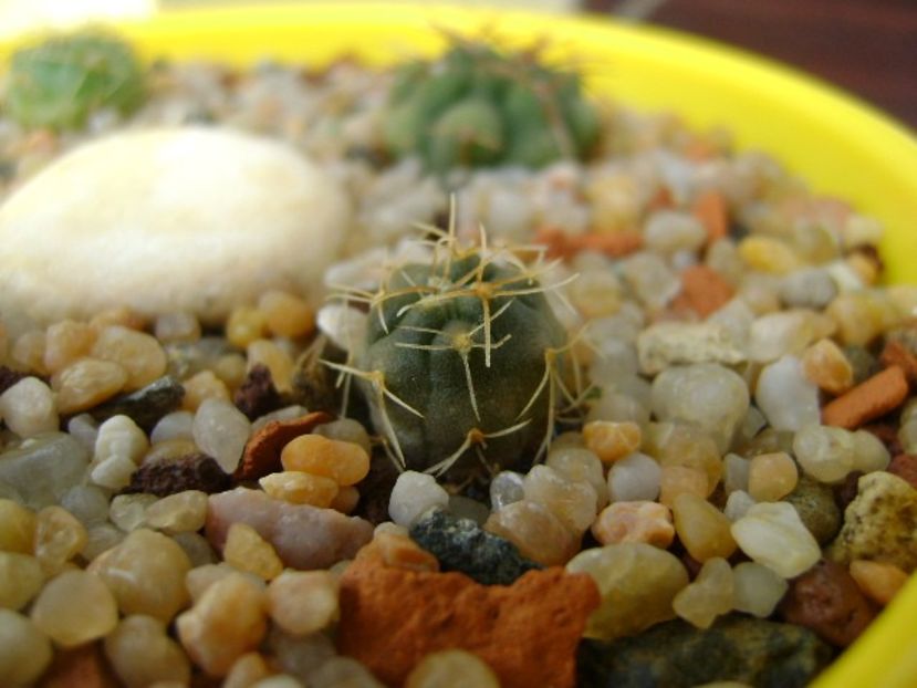 Gymnocalycium artigas (Gymnocalycium hyptiacanthum ssp. uruguayense) - Cactusi 2019 Gymnocalycium