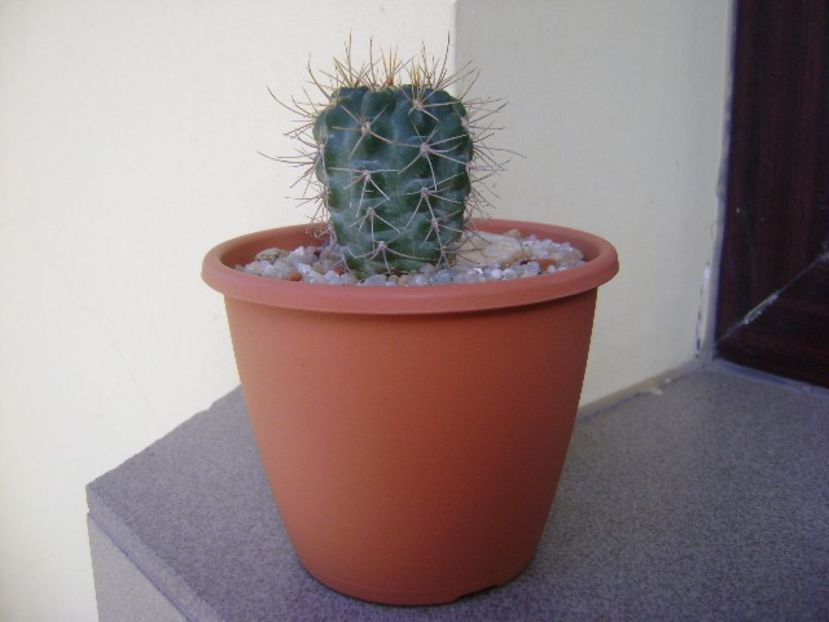 Gymnocalycium neuhuberi - Cactusi 2019 Gymnocalycium