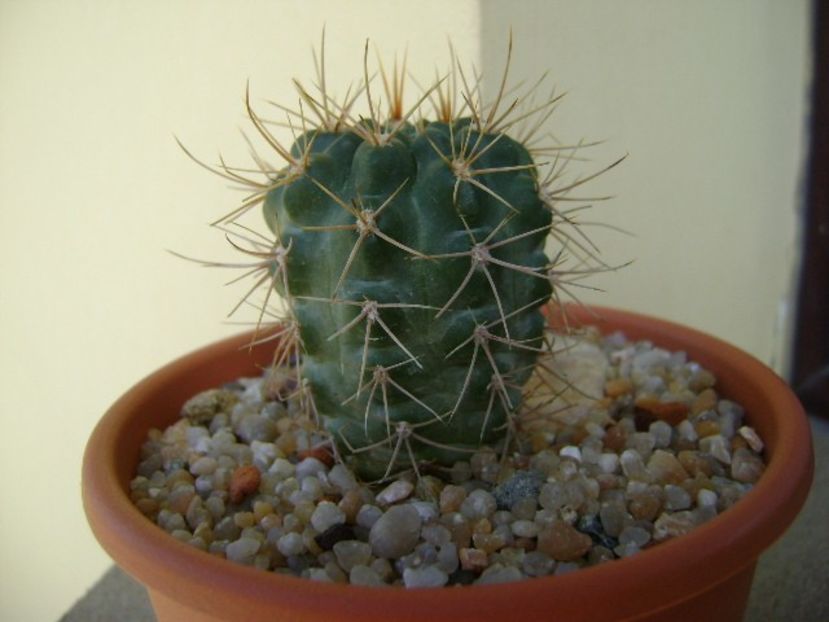Gymnocalycium neuhuberi - Cactusi 2019 Gymnocalycium
