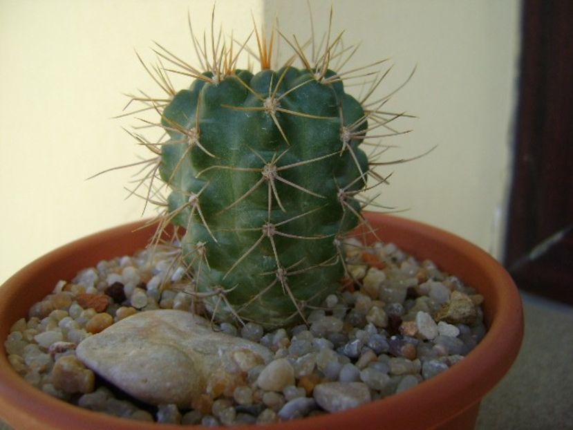 Gymnocalycium neuhuberi - Cactusi 2019 Gymnocalycium