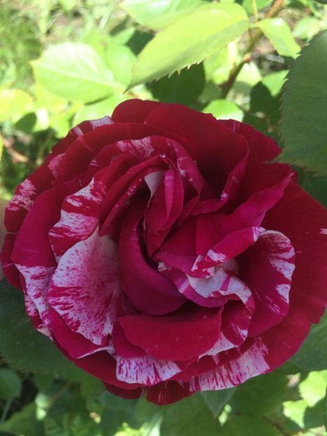 Concert - Trandafiri