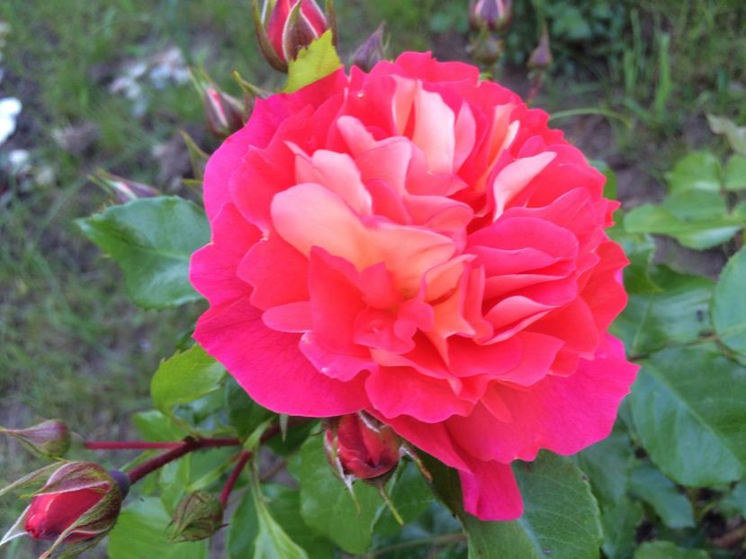 Gebruder Grimm - Trandafiri