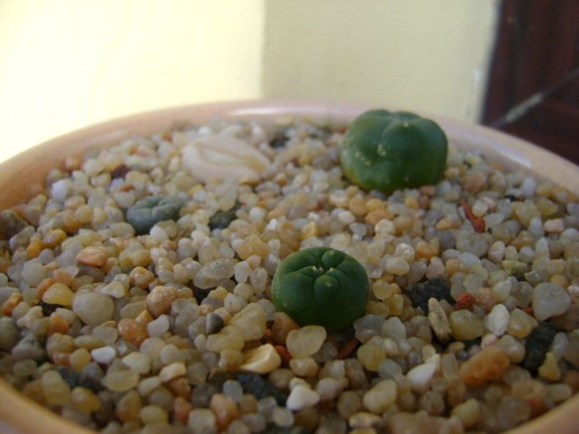 Grup de 3 Lophophora - Cactusi 2019
