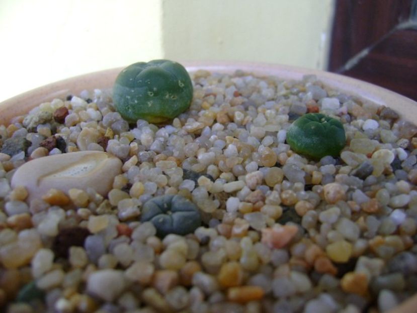 Grup de 3 Lophophora - Cactusi 2019